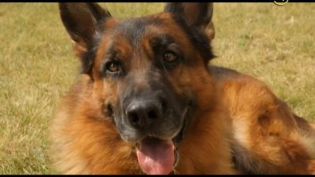 8.12.15 Усы, Лапы, Хвост! смотреть онлайн