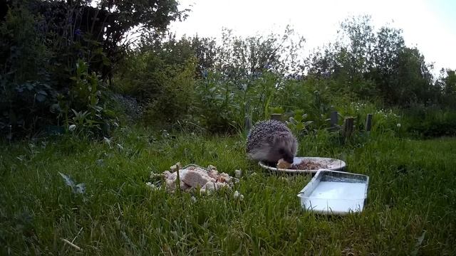 Ёжики на даче, "драка" ёжиков смотреть онлайн