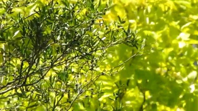 Green City (Canon Powershot SX 20 IS) смотреть онлайн