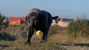 МИНВОДЫ МАСТИНО КЛАССИК питомник мастино неаполитано