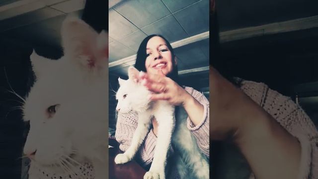 перестал ловить мышей и тебе вынесли приговор ? #кот #коты #рекомендации #шортс смотреть онлайн