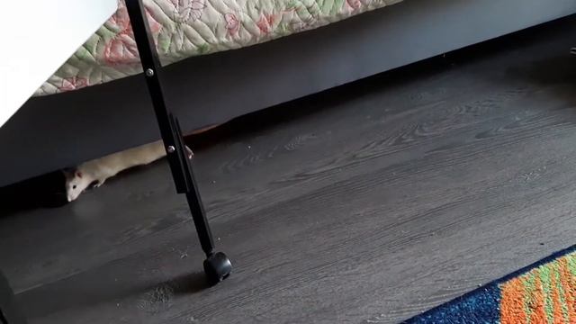 Бассейн своими руками # Pool with your own hands # 游泳池用 # 쥐를위한 수영장自己的双手 # смотреть онлайн