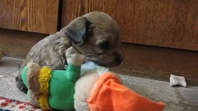 Питомник цветных болонок "ЦВЕТ ХИБИН". Щенки 1 месяц. смотреть онлайн