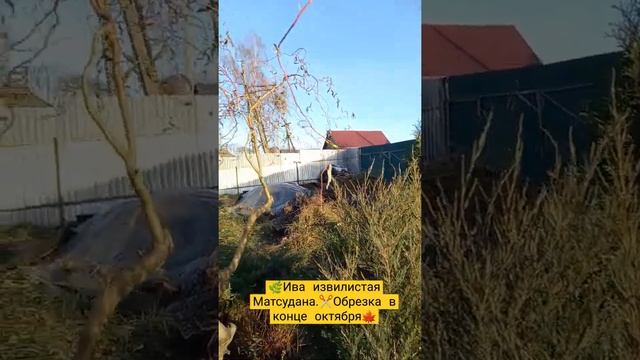 ?✂️Проредила крону ивы извилистой Матсудана в конце октября ? #иваМатсудана #ЦветыуНатальи смотреть онлайн