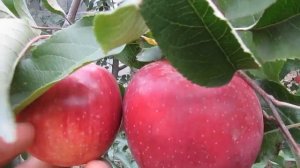 Яблоня Флорина: урожай 2018 года