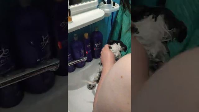 Померанский шпиц Мистер БИН . Купаемся, стрижемся, сушимся. смотреть онлайн