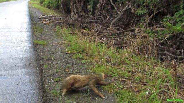 Ленивец переходит дорогу - Three toed sloth crosses the road смотреть онлайн