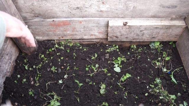 Опыт компостирования Ящик из старого горбыля. Экологичный способ избавиться от органических отходов смотреть онлайн