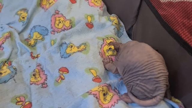 Котята канадского сфинкса,котятам три недели #канадскийсфинкс #сфинкс #сфинксы #лысыйкот #котята смотреть онлайн
