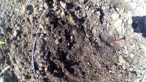 Весенняя посадка тюльпанов,нарциссов,крокусов и др.