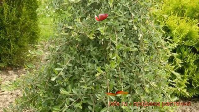 Ива цельнолистная Пендула (salix integra pendula) ? Пендула обзор: как сажать, саженцы ивы Пендула смотреть онлайн