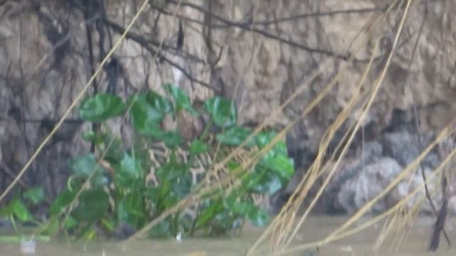 Wild Animals of the Brazilian Pantanal: Tapirs, Jaguars, Giant Otters, Giant Anteaters, Jabirus смотреть онлайн