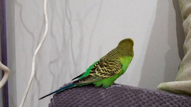 Волнистый попугай говорит / Стихи из Винни Пуха! / Говорящий попугай смотреть онлайн