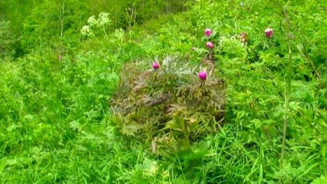 От Весны до Лета п. Белогорск смотреть онлайн