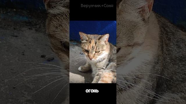Видео редактировала ЛП))) смотреть онлайн