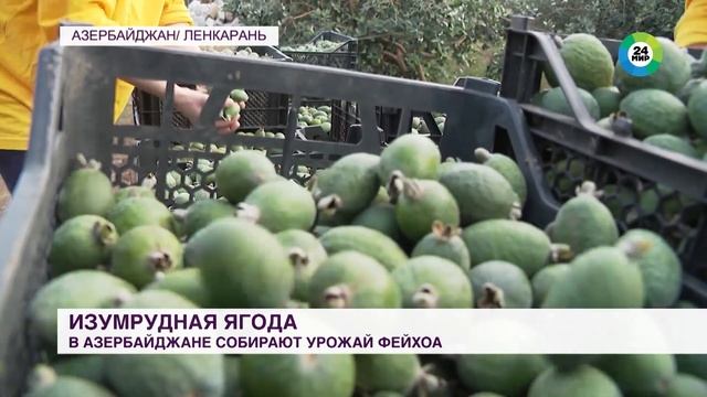 Изумрудная ягода: в Азербайджане собирают урожай фейхоа смотреть онлайн