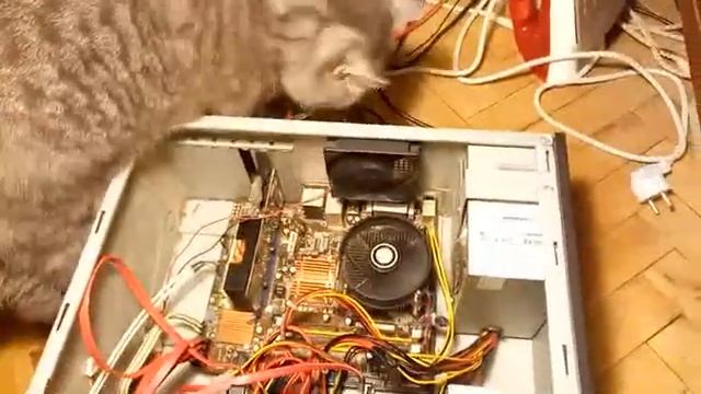 Котик-2. Ремонт компьютера смотреть онлайн