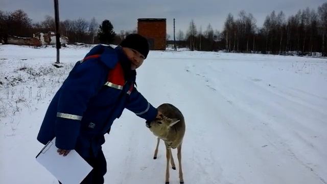 Усть-Ишим, Ручная косуля смотреть онлайн