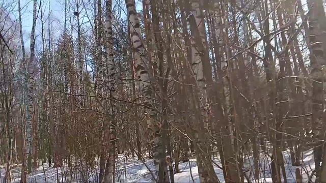 Легко ли найти чагу в лесу? Проверено на себе. смотреть онлайн