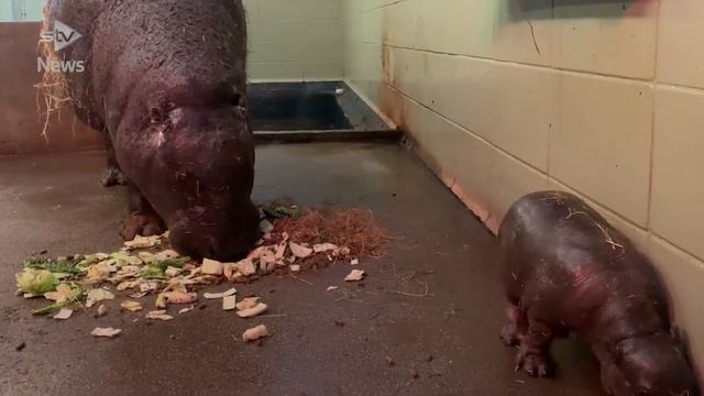Edinburgh Zoo welcomes endangered pygmy hippo calf смотреть онлайн