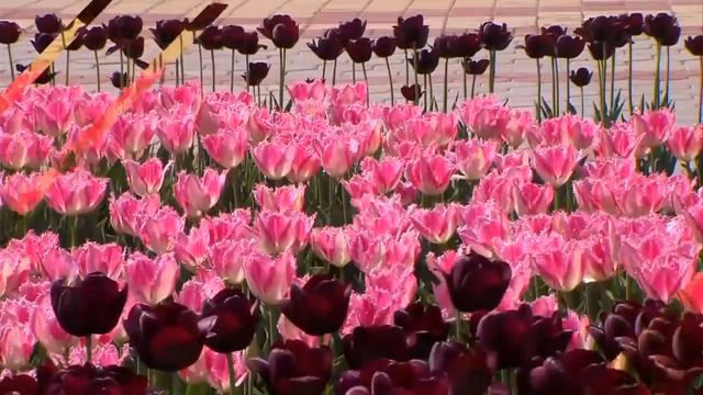 Душанбе самый красивый город  Dushanbe, The Most Beautiful City Tajik Music HD