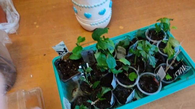 Гибискусы сирийские, садовые. Из "Гаршинки" смотреть онлайн