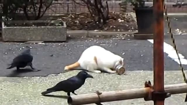 Вороны троллят кота смотреть онлайн