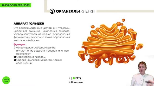 Биология ЕГЭ - Клеточная теория и клетка. Основа основ смотреть онлайн