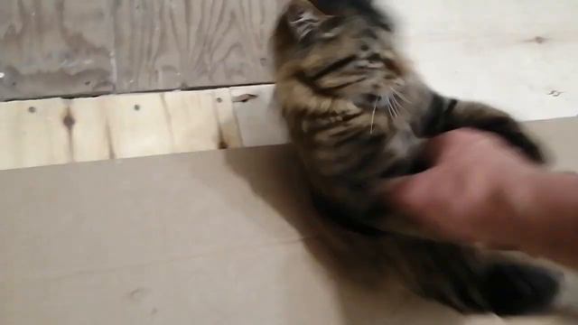 20.11.23.Котики в доме-деньги в дом!Есть 6 котят(по 4 недели), подарим!+79241232444.Ю/к:Стороженко смотреть онлайн