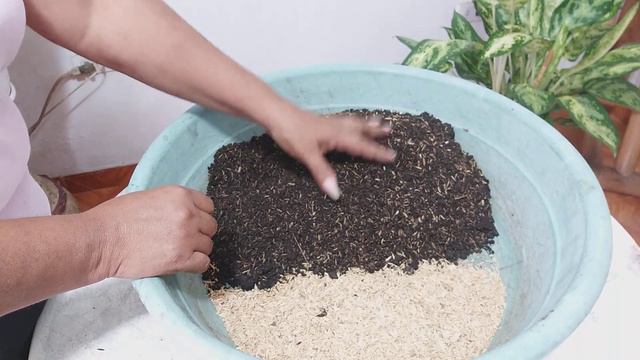 1 PLANTA HERMOSA, RAPHIDOPHORA TETRASPERMA-como sembrarla y que sustrato usar / Liliana Muñoz смотреть онлайн