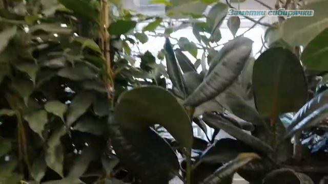 Леруа Мерлен. Комнатные цветы, орхидеи и кактусы. смотреть онлайн