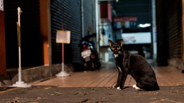 САМЫЕ ТЁПЛЫЕ ПЕСНИ про КОШЕК | С ДНЁМ КОШЕК смотреть онлайн