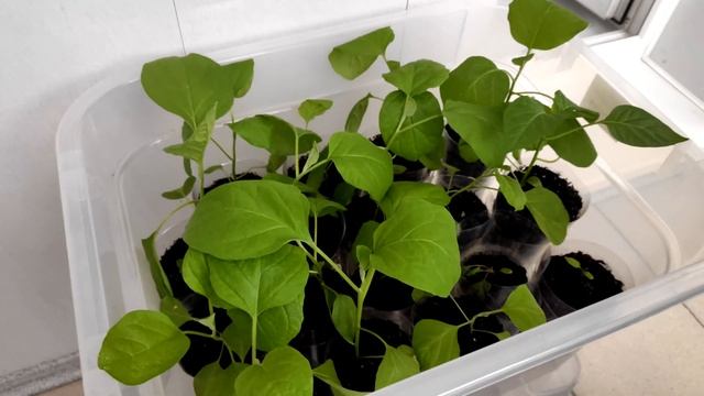 Рассада на балконе, спустя 1,5 недели ! смотреть онлайн