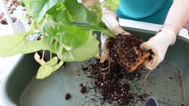 🪴 REMPOTER LE SYNGONIUM : 2 RECETTES DE TERREAU ET LE TUTO 🌿 SUBSTRAT SYNGONIUMS смотреть онлайн