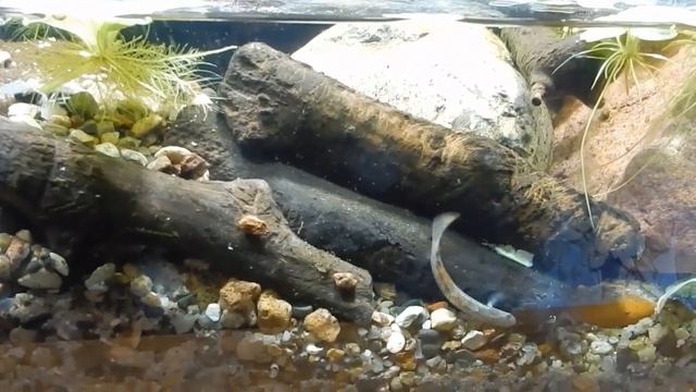 Новый вкусный друг-бычок Стифодон Красный. смотреть онлайн