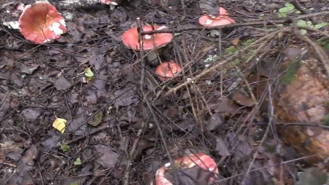 В лес пойдём и полную корзину белых грибов соберём! Тихая охота продолжается! смотреть онлайн