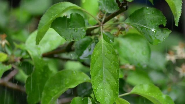 Звук дождя без грома. 3 часа. Релакс. Природа. АСМР..mp4 смотреть онлайн