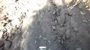 Копаем картошку мотоблоком  2019 г. Правильная веерная копалка к мотоблоку Уборка картошки