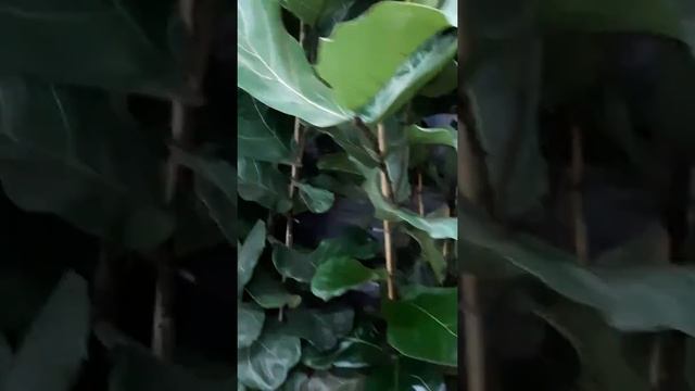 фикус Лирата 3ствола смотреть онлайн