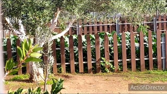 Дачные Дома и Растения в нашем районе#5. смотреть онлайн