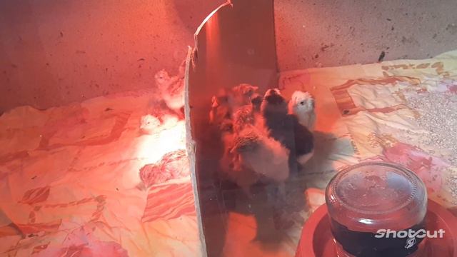 Вывод цыплят Брама и Кохинхин смотреть онлайн