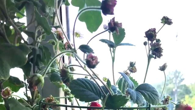 Земляника Роман на балконе ? Strawberry at balcony смотреть онлайн