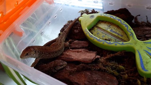 ПРЫТКИЕ ЯЩЕРИЦЫ! ВЫХОД ИЗ СПЯЧКИ! смотреть онлайн