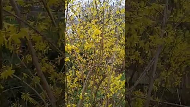 Forsythia Intermedia  Spectabilis