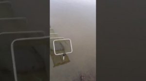 Сазан осенью. Рыбалка в Краснодарском крае.