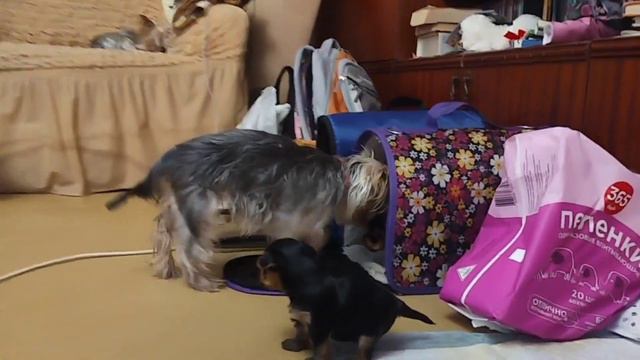 #СемьяЙорков #ЙоркиСеребрянская смотреть онлайн