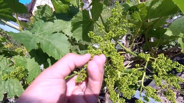 ??Важная Обработка Винограда Перед Цветением смотреть онлайн