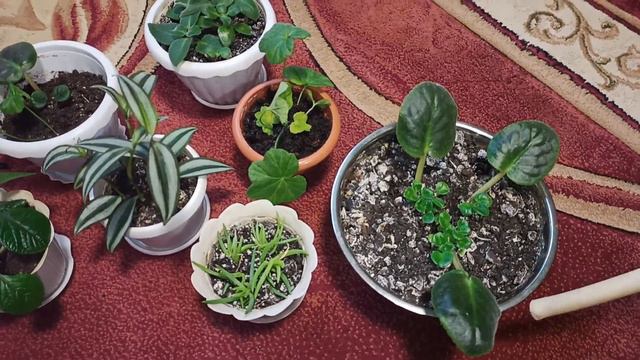 Комнатные цветы Срочно! Вырос молодняк! смотреть онлайн