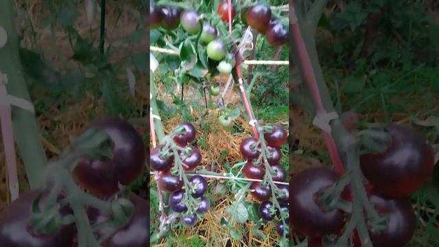 Томат ? Черника смотреть онлайн