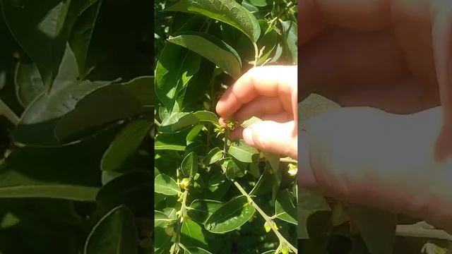цветение хурмы виргинской, июнь 2019 смотреть онлайн